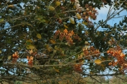 <strong>Erythrina fusca - Ramon, Laurence - 128</strong><br />© Ramon, Laurence